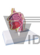 The dissection model of nasal cavity